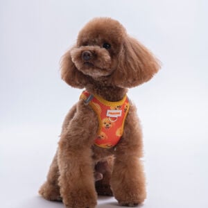 A31- Poodle Airmesh L