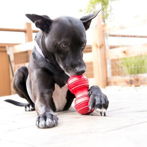 KONG Dental Diş Temizliği Sağlayan Köpek Oyuncağı L