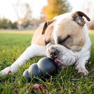 KONG Extreme Köpekler için Çok Amaçlı Isırma Oyuncağı Ultra Sert L