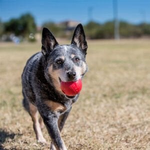 KONG Delikli Top Şeklinde Çok Amaçlı Köpek Oyuncağı M/L