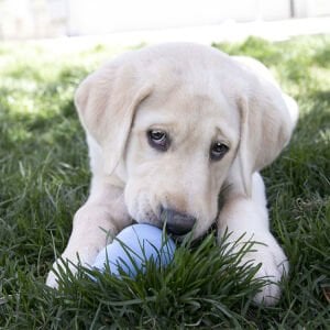 KONG Puppy Yavru Köpekler için Çok Amaçlı Isırma Oyuncağı L
