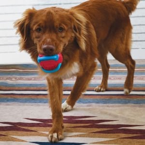 KONG Jaxx Brights Sandviç Şeklinde İp Uzantılı Köpek Oyuncağı M