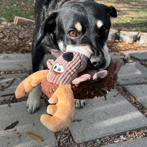 KONG Sherps Ren Geyiği Şeklinde Peluş Köpek Oyuncağı M