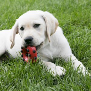 KONG Dotz Circle Halka Şeklinde Köpek Oyuncağı S