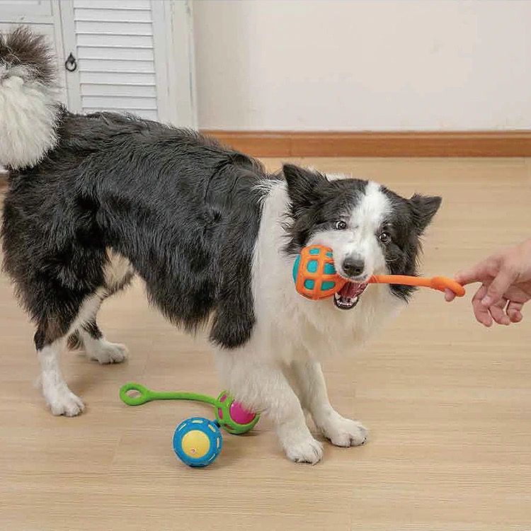 Silikon Köpek Çekiştirme Oyuncağı