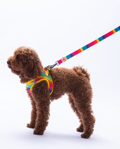 L34-Rainbow Sevk Kayışı M